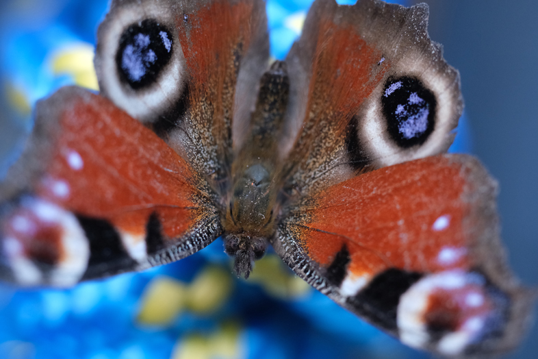Fujifilm X-T3 + TTArtisan 40mm F2.8 Macro - Zosia Malinowska