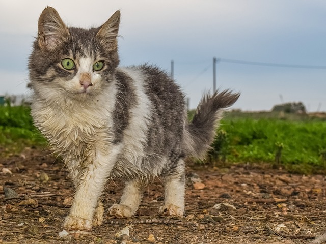 dirty little stray cat