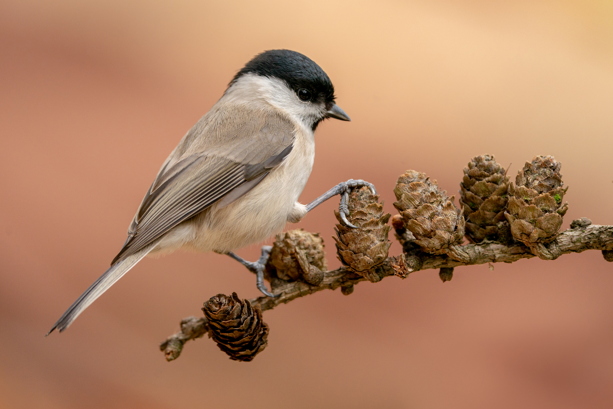 Sony A9 II + Sony FE 200-600mm F5.6-6.3 G OSS - Maksymilian Dobroczyński