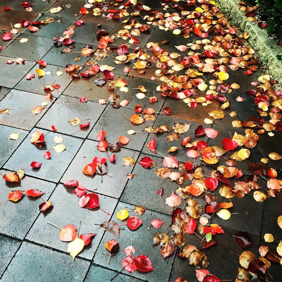 Autumn fall leaves