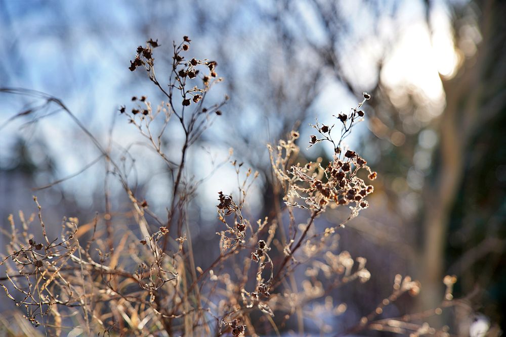 Samyang AF 24 70mm F2.8 FE Bokeh