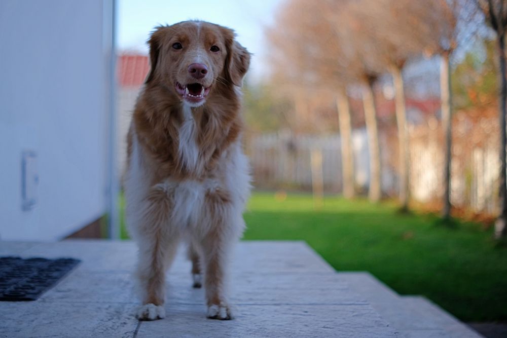 TTArtisan 35mm F1.4 Fujifilm X H1 Furbelow