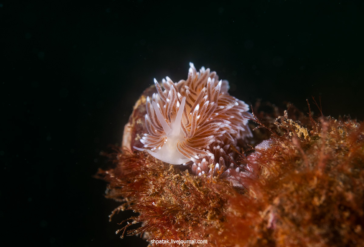 2019. Бали. Туламбен. Примерно тоже самое, что и вчера. anguilla, Phyllodesmium, Bornella, поездки, последней, iriomotense, Trinchesia, Искренне, infucata, Hypselodoris, sp14 , фоточки, выкладывать, крупных, Парочка, Поинт, Манта, кружится, точкой, Продолжаю