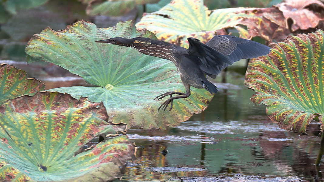 タカサゴクロサギ