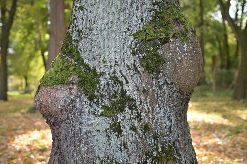 TTArtisan 50mm F1.4 ASPH Bokeh Trunk