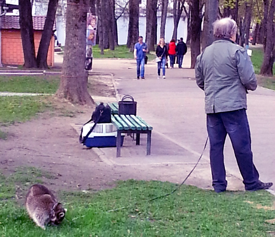 крошка енот