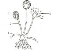 Cameroon GCE O Level biology bread mould past questions