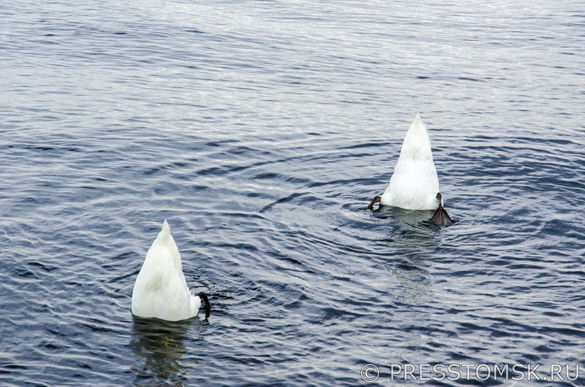 Лебеди в Рижском заливе