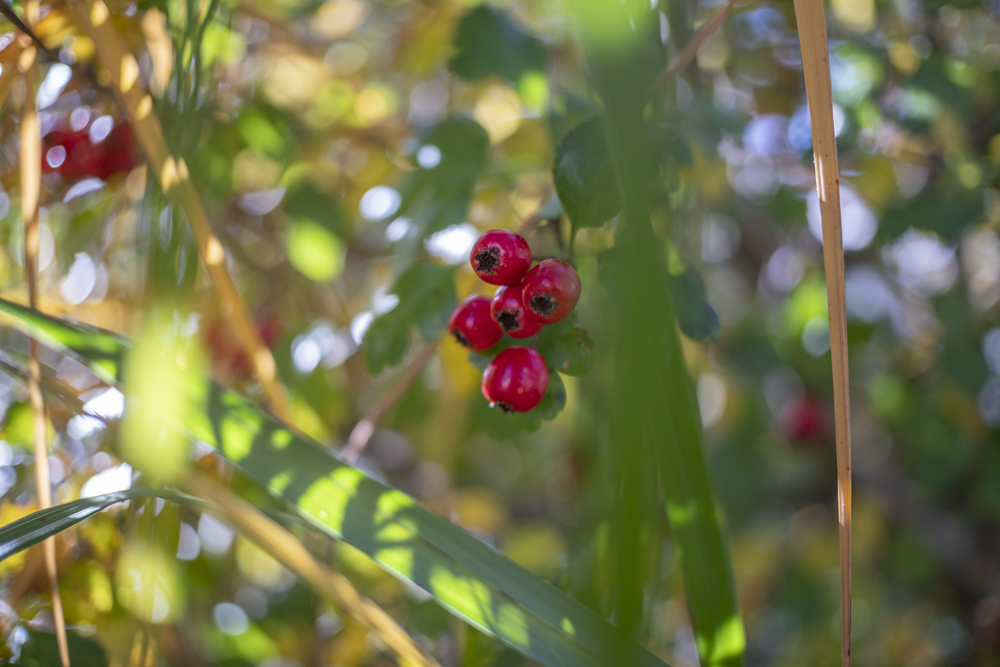 TTArtisan 25mm F2