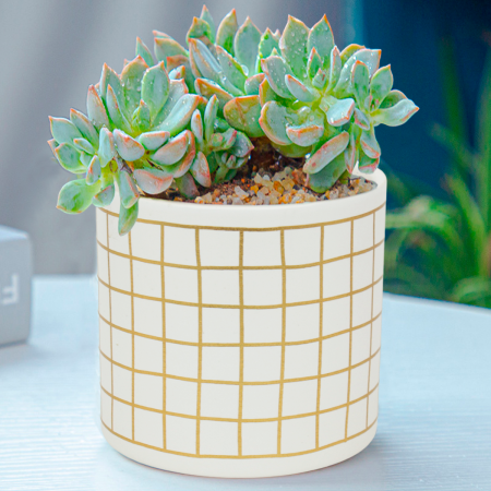 Maceta decorativa 11.5xØ12.5cm, cerámica