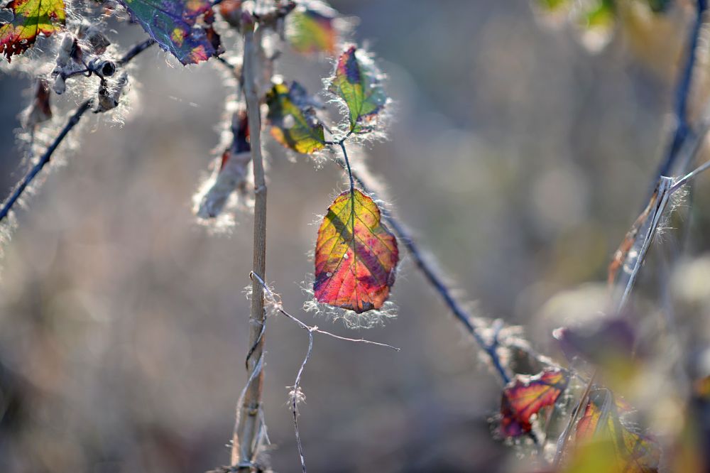 Nikon D4, AF-S Nikkor 85mm F1.4G N, przysłona F1.4..