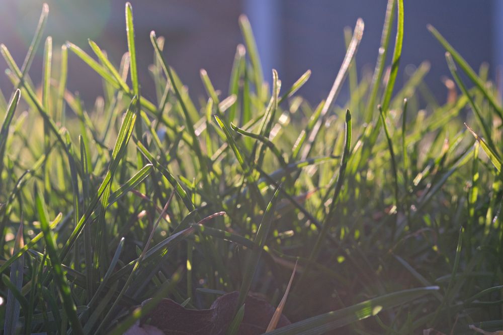 TTArtisan 40mm F2.8 Grass