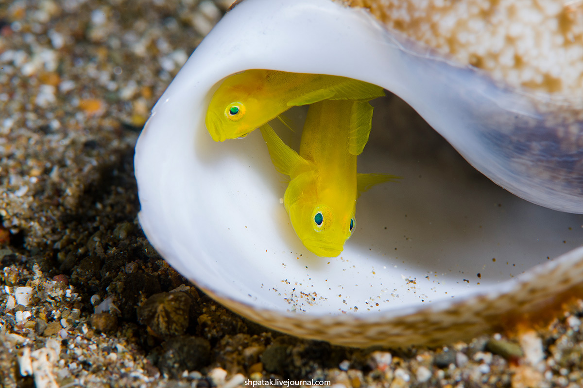 2018. Philippines. 6-th Anilao UW shooout.My final photos. Раздел, фотографий, нравятся, нечего, стыдиться, фотографии, Искренне, жизнь, Голожаберный, моллюск, Фотографии, финальные, можно, готов, обсуждению, своих, победителей, всегда, ФБ httpswwwfacebookcomanilaounderwatershootoutphotospb18759885476129722075200001543882462983733941814447type3&theater, Морская