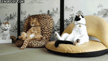 CE9F44AE-DD55-4B82-819E-49466F25F0E0.gif
