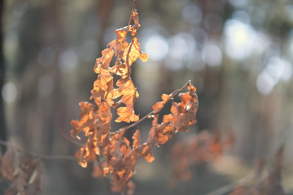 Fujinon XF 50mm F1 R WR Przysłona F1 Branch