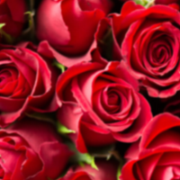 Image of roses