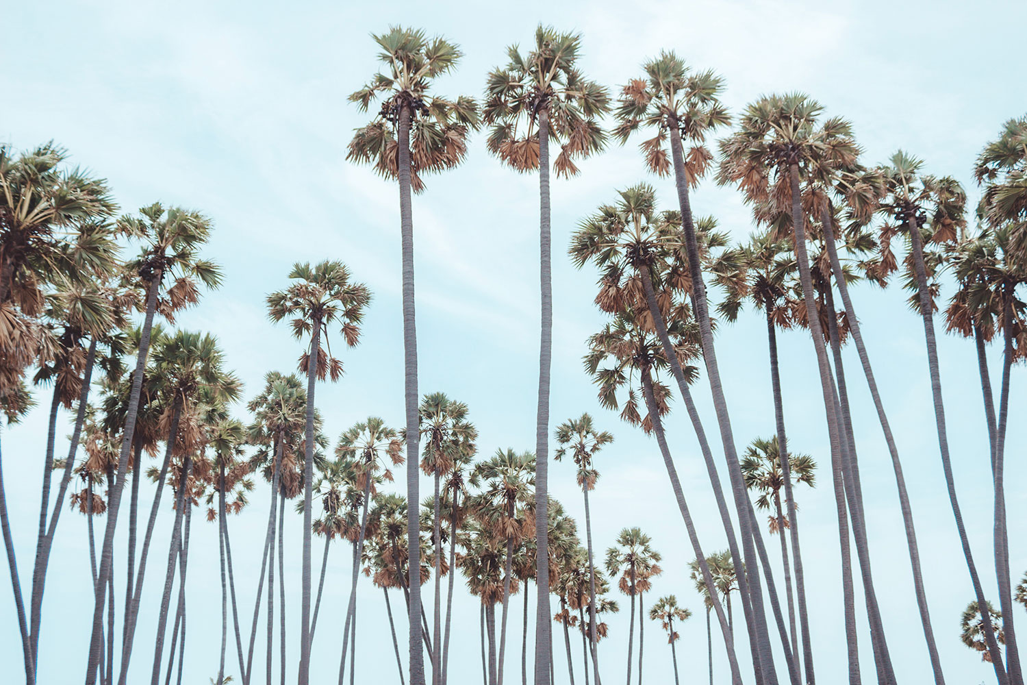 palm-trees-bg