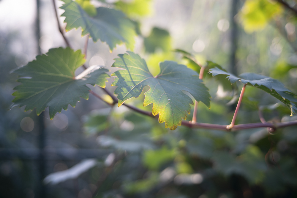 TTArtisan 50mm F2, Sony a7R II, leaves.