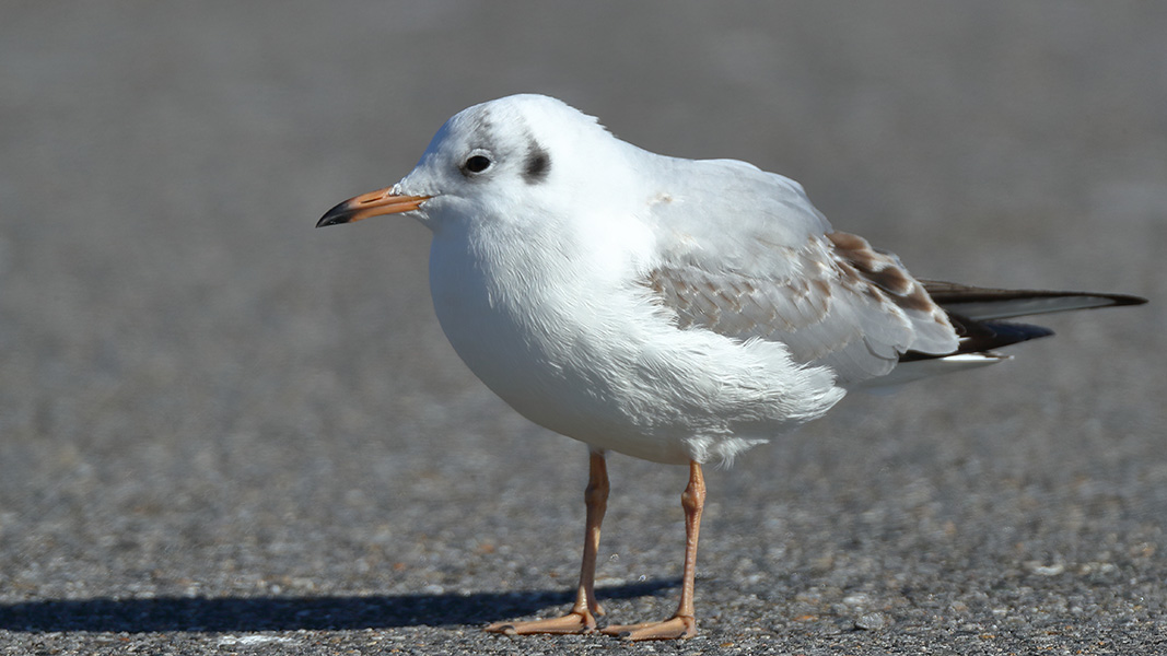 ユリカモメ