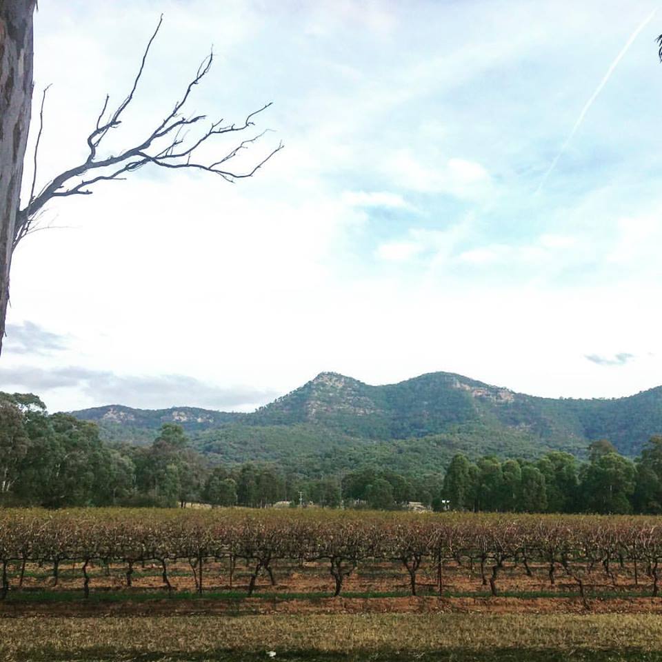 Vineyards and mountains