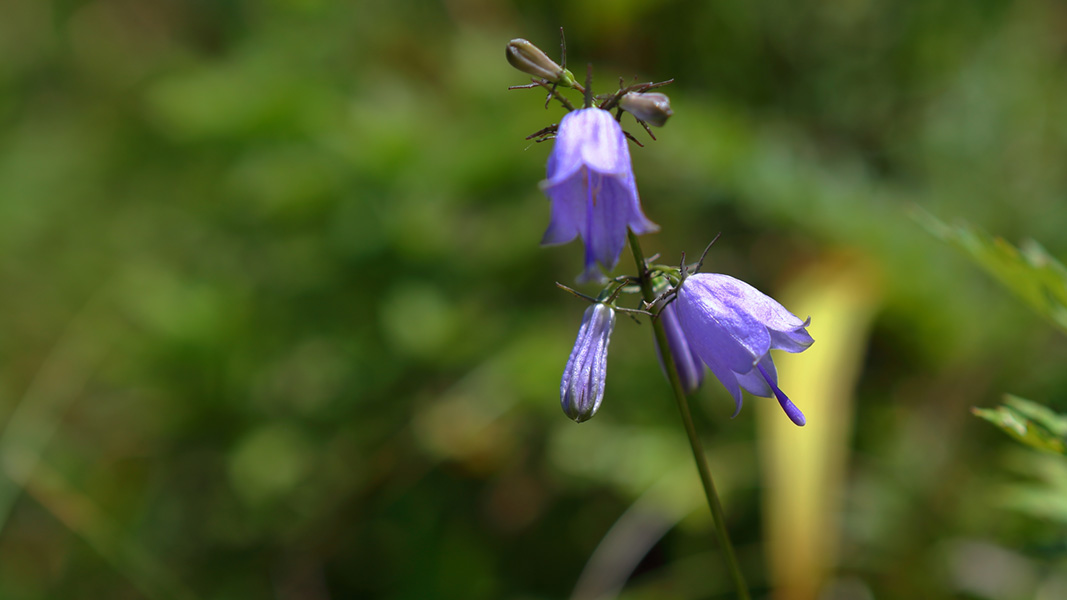 山頂の花園