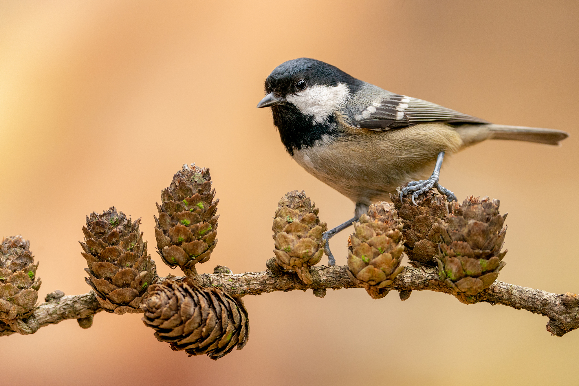 Sony A9 II + Sony FE 200-600mm F5.6-6.3 G OSS - Maksymilian Dobroczyński