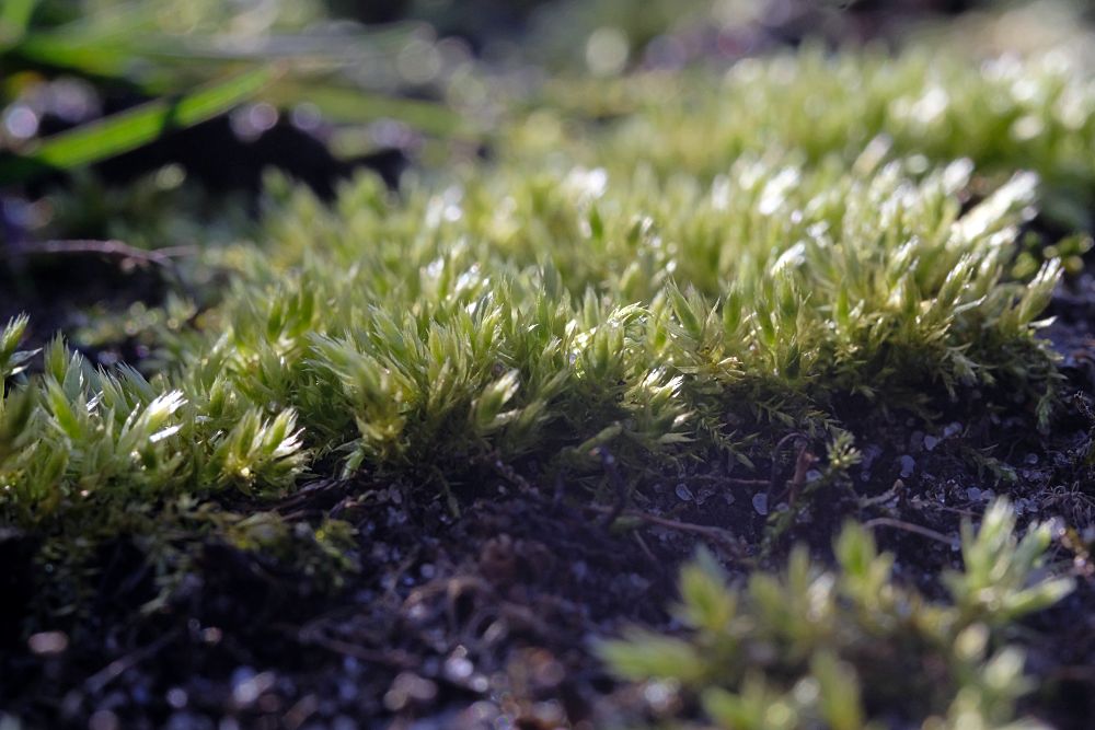 TTArtisan 40mm F2.8 Moss