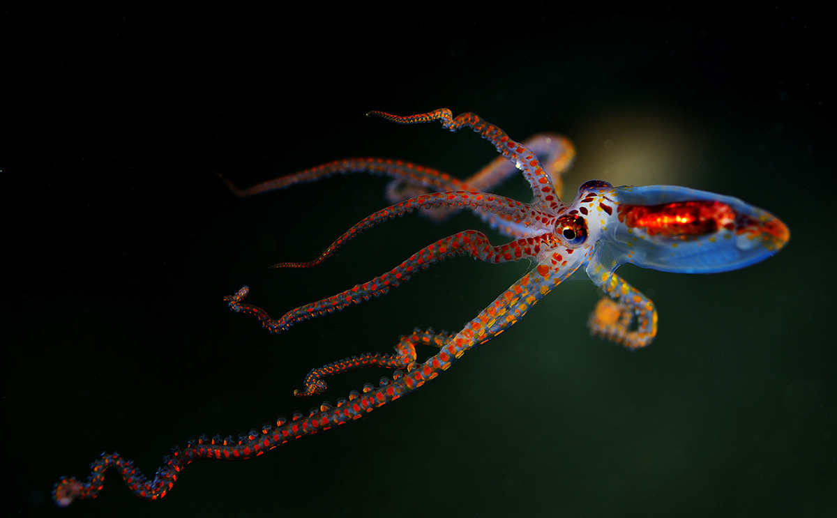 2019. 7-th Mares Underwater photo marathon. Anilao, squid, sardines, Bobtail, Cyerse, Romblon, Negros, nigra, Oxinae, wonderpus, Искренне, Juvenile, water, viridis, Black, макро, marathon, D800Nikkor, Фоточки, Nikon