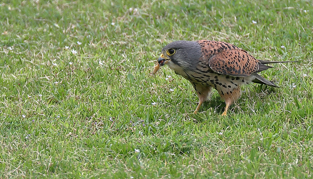 チョウゲンボウ