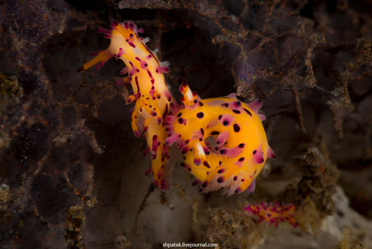 Бали. Туламбен. 2016. Либерти, районе, Hypselodoris, Trinchesia, ornatissima, Cadlinella, трюмов, одного, Внутри, villosus, Aegires, нудиков, Парочка, zephyra, вполне, плохо, остатков, моему, Смотрим, ноября