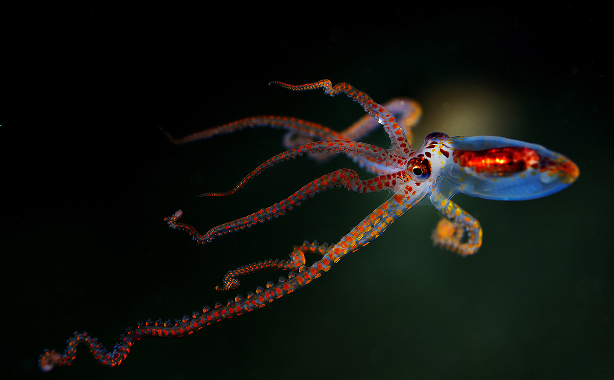 2019. Maiami Rosenstiel of Marine & Atmosferic siense. UW photo competition. Раз, два и три. разделе, место, Макро, Анилао, победителей, фотоконкурса, этого, посмотреть, httpsissuucomumiamirsmasdocs2019_winners_rsmas_photo_contest_ise150459882F69835501&fbclidIwAR0I2SOgl8xJ4OXpw3IpUCm3ZOOz4FPnsvsZNFveO8GMTLFjlEmk8DKRo4, местячковый, Туламбен, можно, Trinchesia, длиннолапый, осьминог, Искренне, Планктонный, Филиппины, моллюск, такой