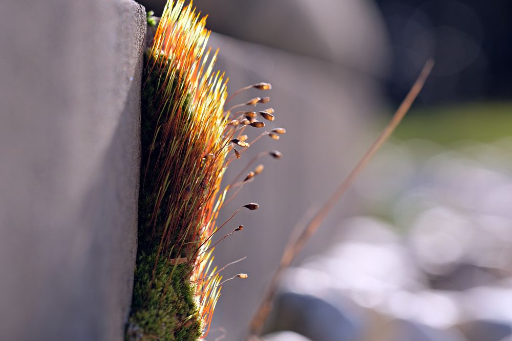 Fujinon XF 80mm F2.8 R LM OIS WR Macro Moss