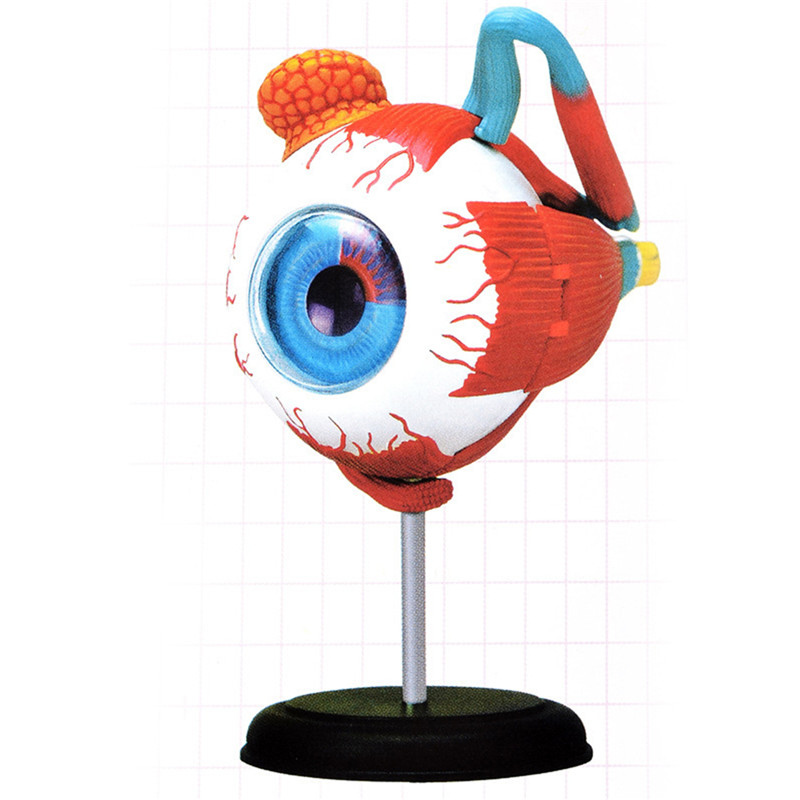 Science And Nature 4d Master Stem 126mm Eye Model Assembly Human