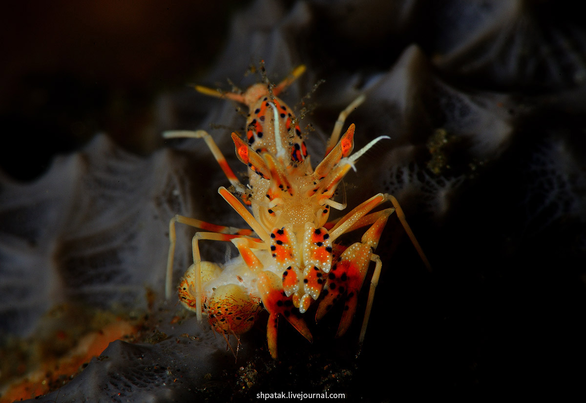 Бали. Туламбен. Ноябрь 2016. ghost, pipefish, shrimp, Ornate, Самка, самки, Basket, bumblebee, Striped, Tiger, Velvet, Трубкорылов, представитель, несколько, меньше, всегда, самец, ноябре, поездки, подборка