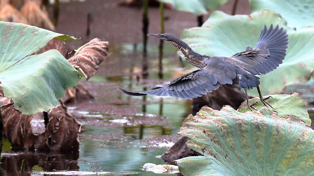 タカサゴクロサギ