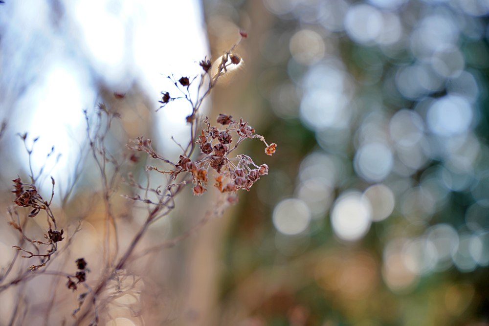 Sigma 24-70mm F2.8 DG DN ART