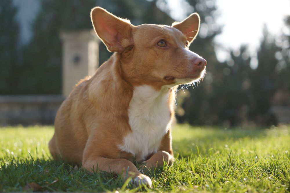 Sigma 18 50mm F2.8 Portrait