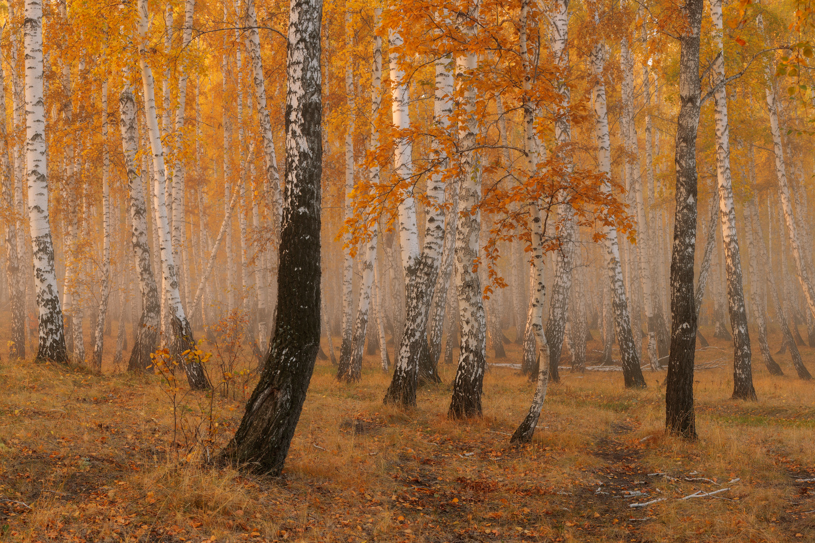 Дождь В Осеннем Лесу Фото