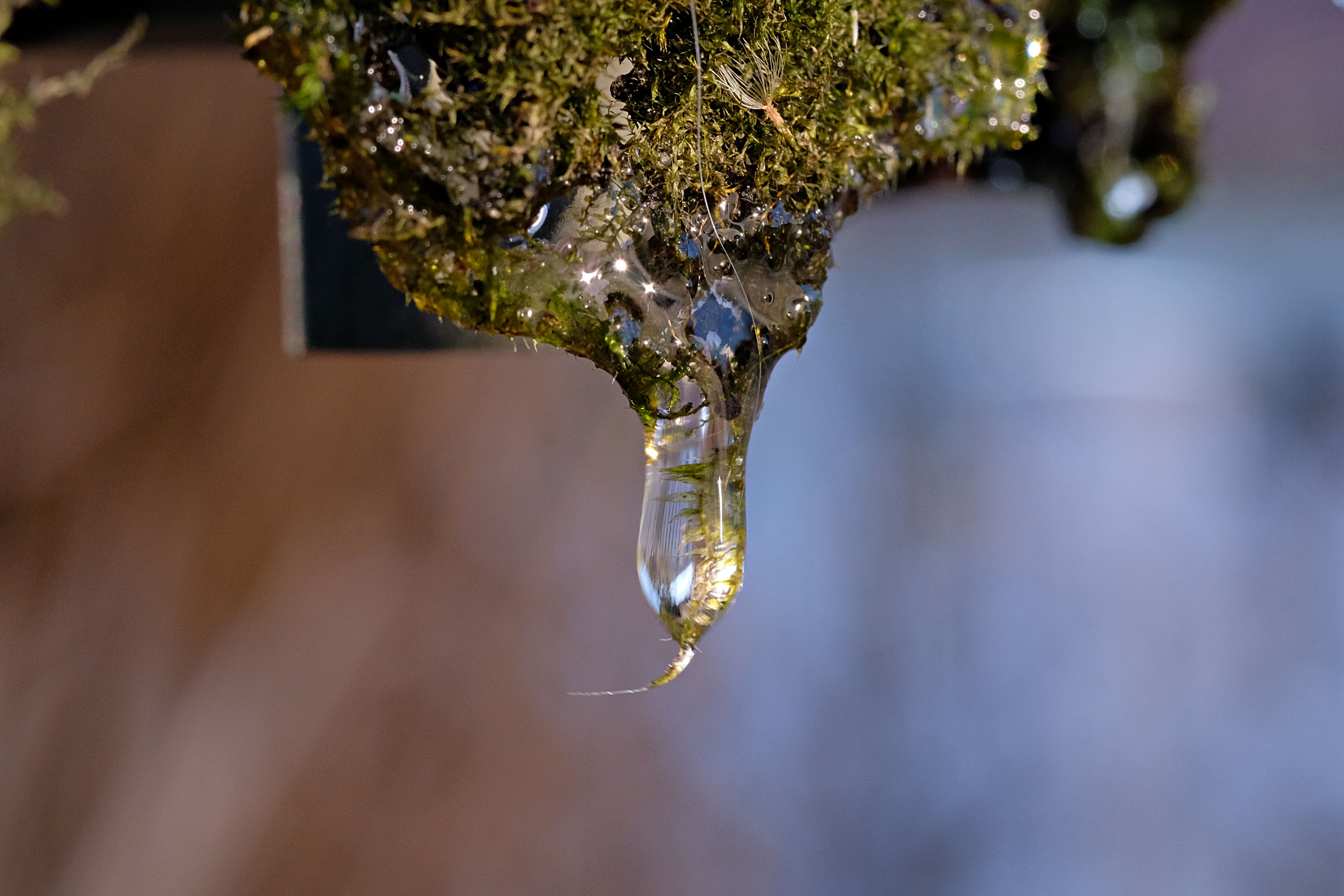 TTArtisan 40mm F2.8 Moss