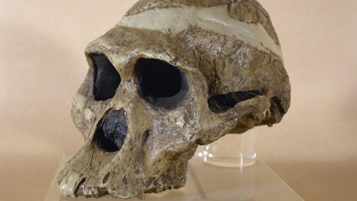 Fossiles : Une femme des cavernes un million d'années plus âgée que prévu