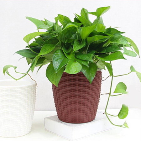 Macetero autorregante guinda, 14xØ14cm