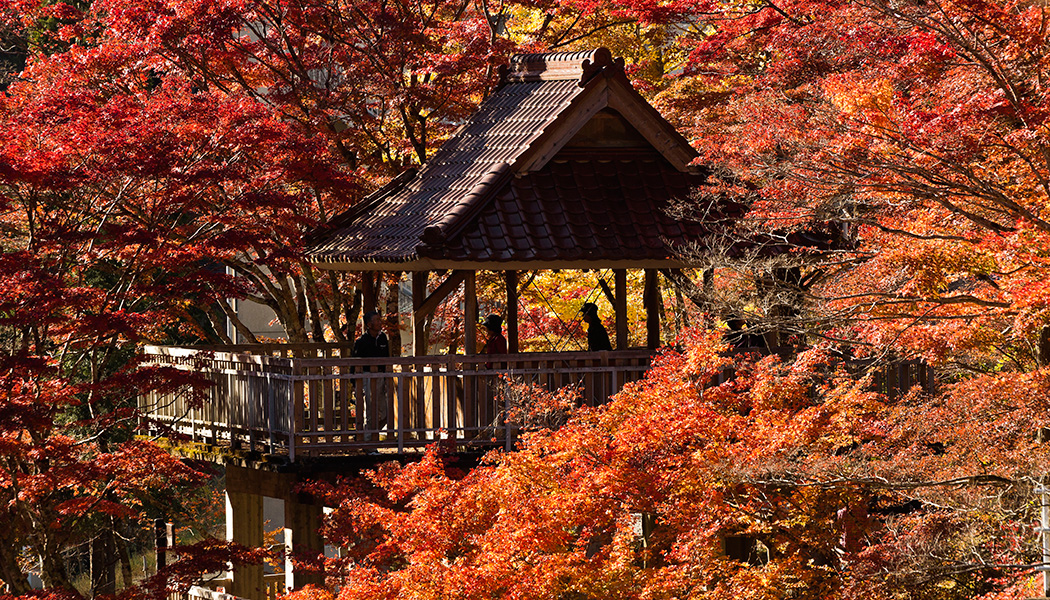 紅葉（モミジ）