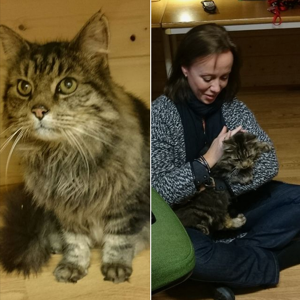 Missing cat reunited with owner