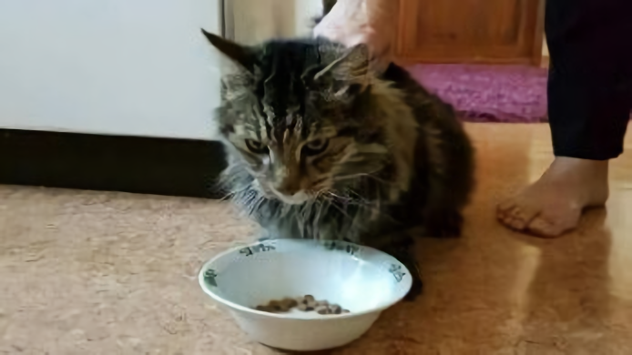 Missing cat at home again