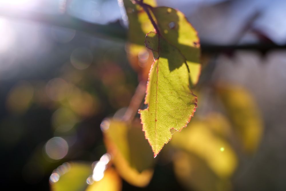 TTArtisan 40mm F2.8 Macro Circles