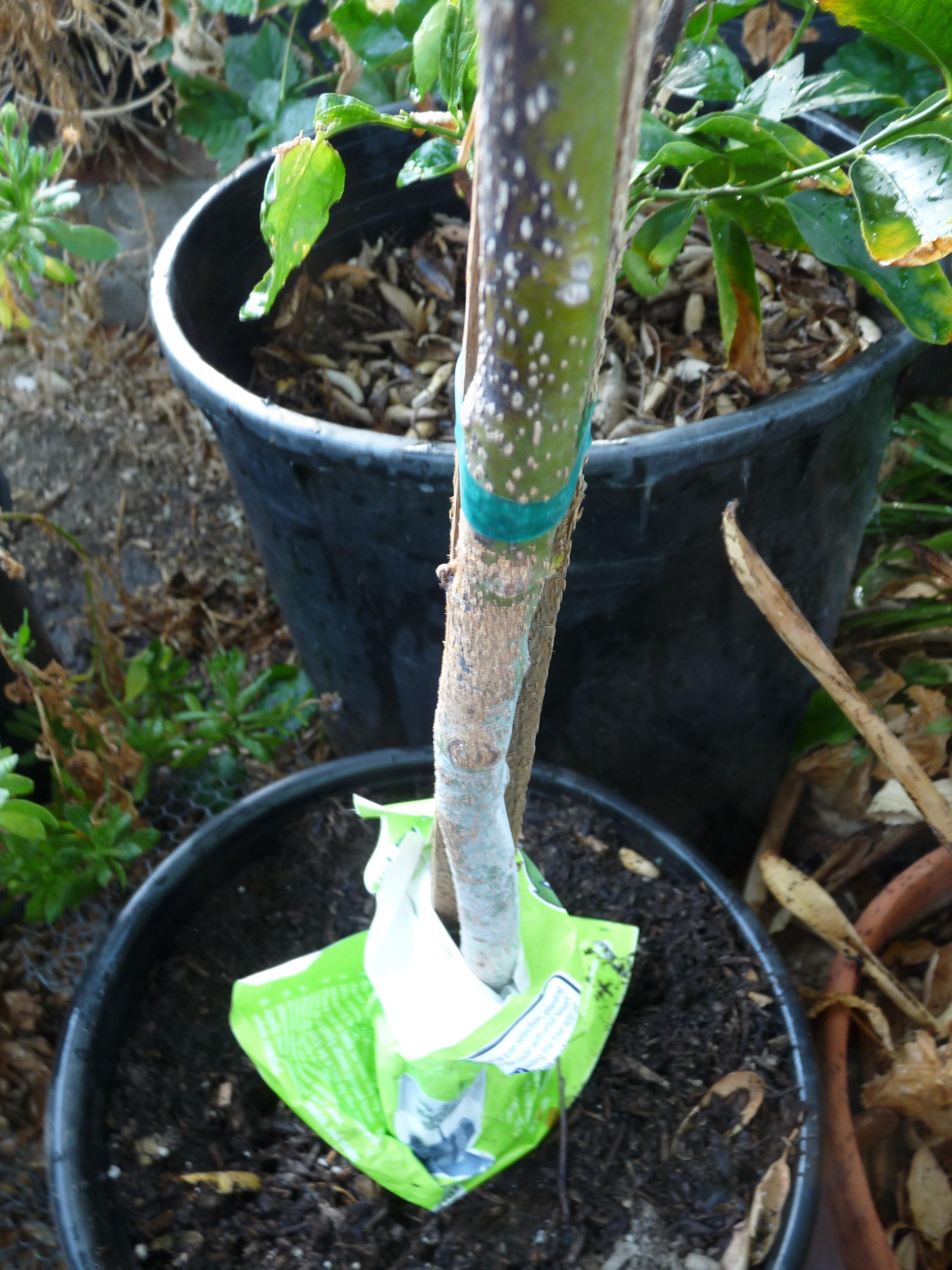 Tree That Grows Fruit On Trunk / pinkalicious macadamia tree - grows well in Willunga, a ... : This will result in a tree with better shape and strength.