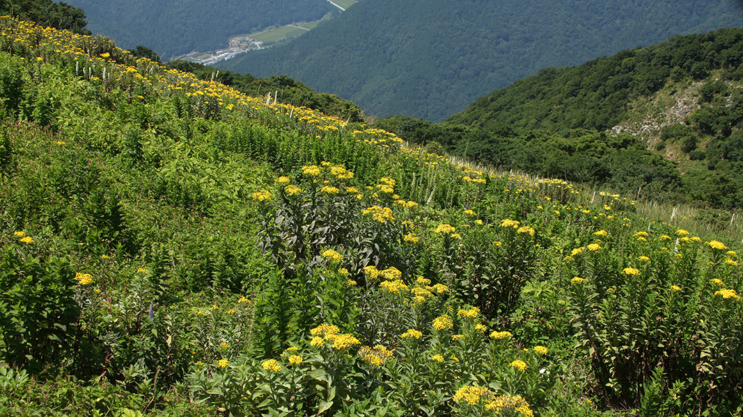 山頂の花園