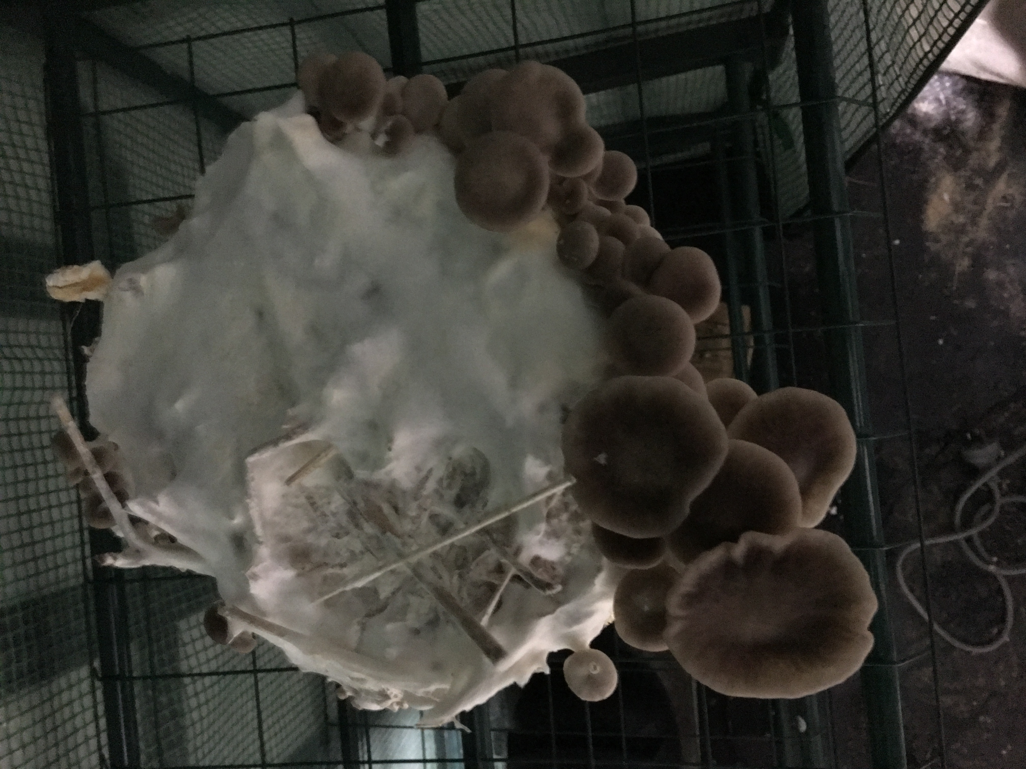 Fruiting Bag Top