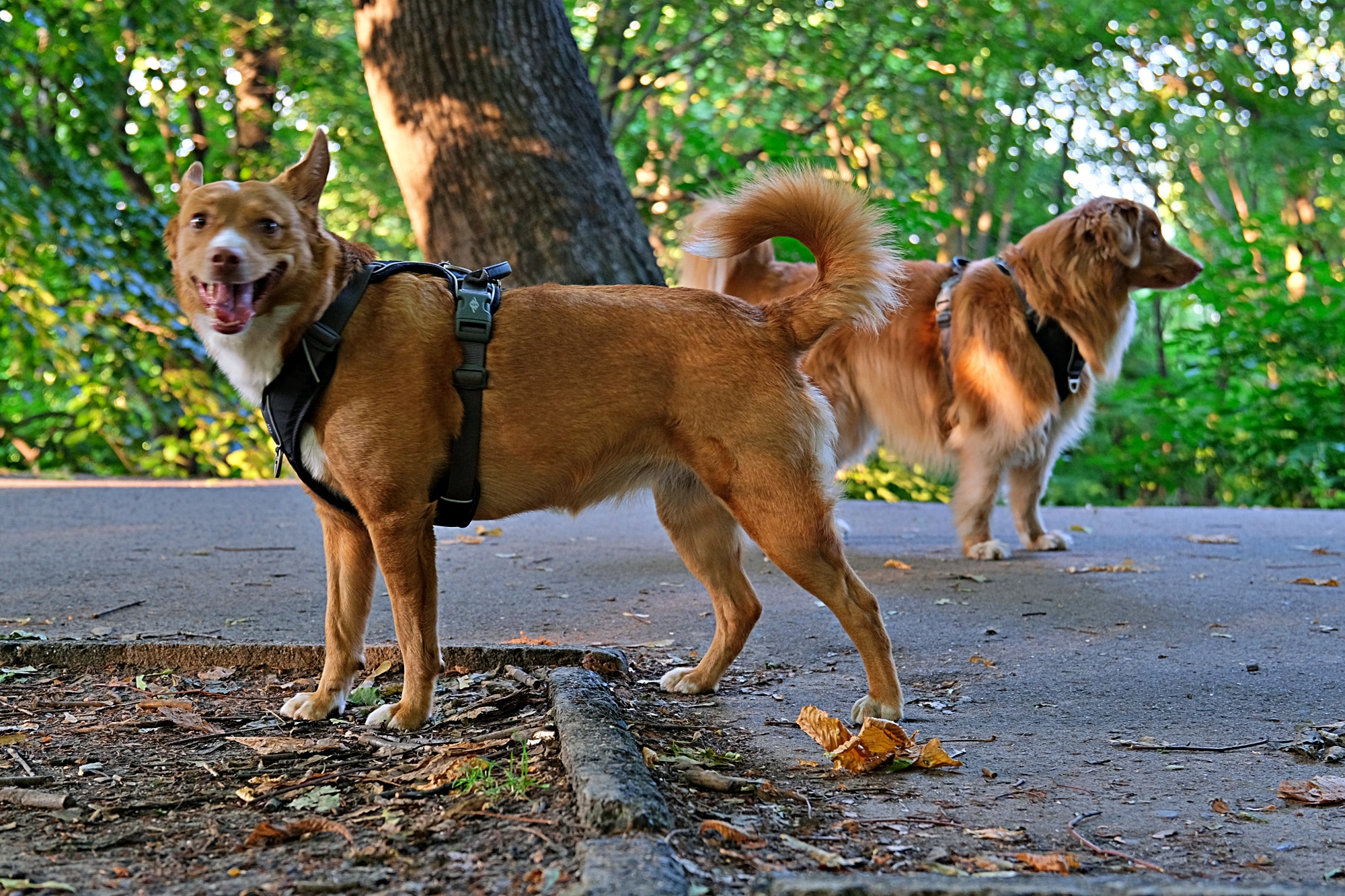 Tamron 17 70mm Main mixed breed taller
