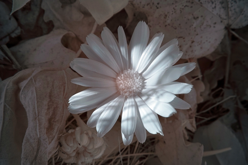 IR Flower
